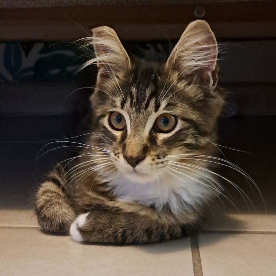 Image pour l'annonce Chaton Maine coon LOOF