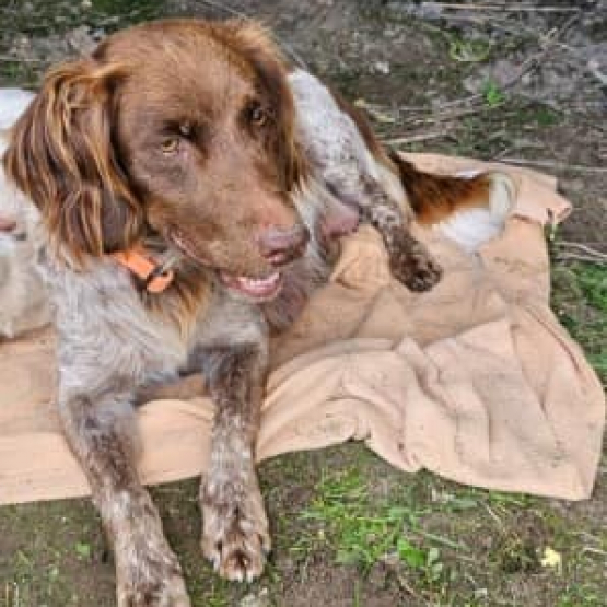 Image pour l'annonce chiots épagneul breton croisé