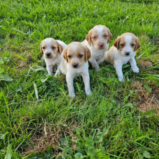 Image pour l'annonce chiots épagneul breton croisé