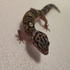 Image pour l'annonce Gecko léopard