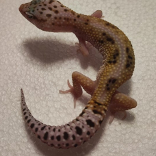 Image pour l'annonce Gecko léopard