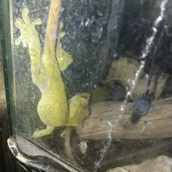 Image pour l'annonce Gecko a crête