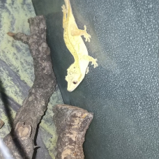 Image pour l'annonce Gecko a crête