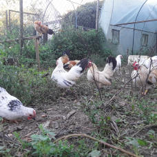 Image pour l'annonce Poules Serama