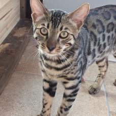 Image pour l'annonce vends chaton bengal LOOF
