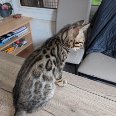Image pour l'annonce vends chaton bengal LOOF
