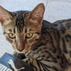Image pour l'annonce vends chaton bengal LOOF