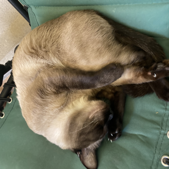 Image pour l'annonce Mâle Siamois disponible saillie (2ans, vacciné) Nîmes centre