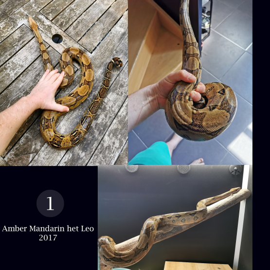 Image pour l'annonce Boa constrictor Imperator Femelle