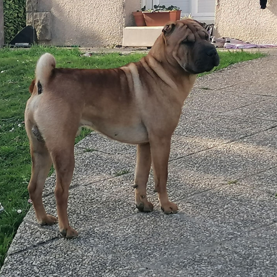 Image pour l'annonce 2 femelles shar pei LOF dispo le 3/11/2023
