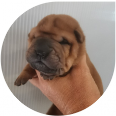 Image pour l'annonce 2 femelles shar pei LOF dispo le 3/11/2023