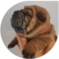 Image pour l'annonce 2 femelles shar pei LOF dispo le 3/11/2023