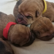 Image pour l'annonce 2 femelles shar pei LOF dispo le 3/11/2023