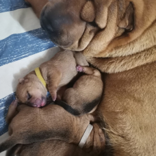 Image pour l'annonce 2 femelles shar pei LOF dispo le 3/11/2023