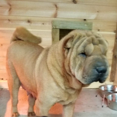 Image pour l'annonce 2 femelles shar pei LOF dispo le 3/11/2023