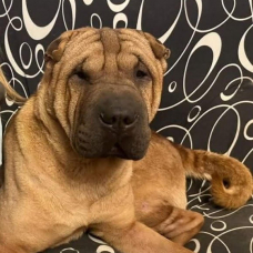 Image pour l'annonce 2 femelles shar pei LOF dispo le 3/11/2023