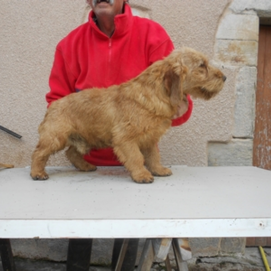 Image pour l'annonce chiots et adultes basset fauve de bretagne lof belles lignèes