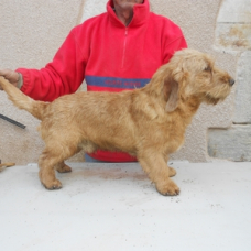 Image pour l'annonce chiots et adultes basset fauve de bretagne lof belles lignèes