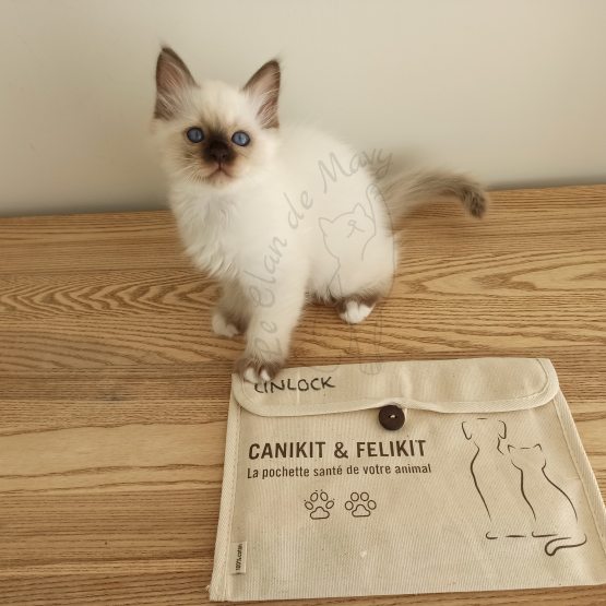 Image pour l'annonce Chaton sacré de birmanie loof disponible