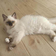 Image pour l'annonce Chaton sacré de birmanie loof disponible