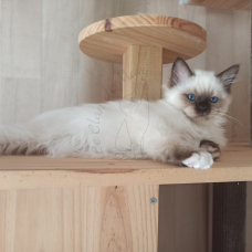 Image pour l'annonce Chaton sacré de birmanie loof disponible