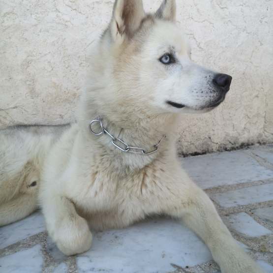 Image pour l'annonce Donne husky de Sibérie