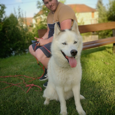 Image pour l'annonce Donne husky de Sibérie