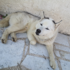 Image pour l'annonce Donne husky de Sibérie