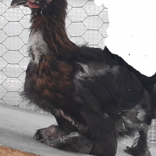 Image pour l'annonce Coq de Marans noir a camail cuivrée