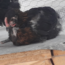 Image pour l'annonce Coq de Marans noir a camail cuivrée