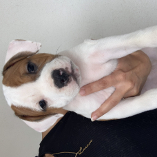 Image pour l'annonce Vente de quatre chiots