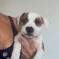 Image pour l'annonce Vente de quatre chiots
