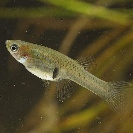 Image pour l'annonce Vend Gambusies poissons anti-moustiques