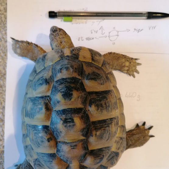 Image pour l'annonce tortue male herman boettgeri