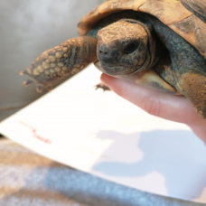 Image pour l'annonce tortue male herman boettgeri