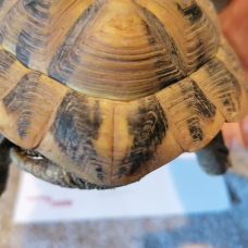 Image pour l'annonce tortue male herman boettgeri