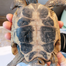 Image pour l'annonce tortue male herman boettgeri