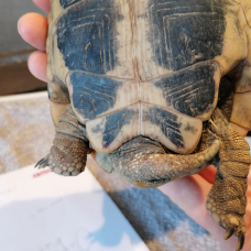 Image pour l'annonce tortue male herman boettgeri