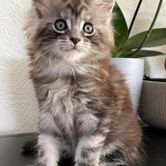 Image pour l'annonce Superbe Chaton Maine coon mâle black silver blotched tabby