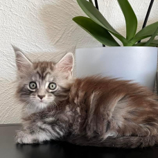 Image pour l'annonce Superbe Chaton Maine coon mâle black silver blotched tabby