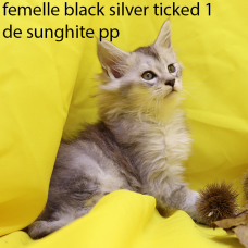 Image pour l'annonce Chatons Maine Coon LOOF, black silver ticked, polydactyle et traditionnels