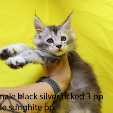 Image pour l'annonce Chatons Maine Coon LOOF, black silver ticked, polydactyle et traditionnels