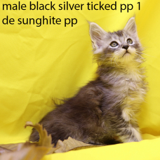 Image pour l'annonce Chatons Maine Coon LOOF, black silver ticked, polydactyle et traditionnels