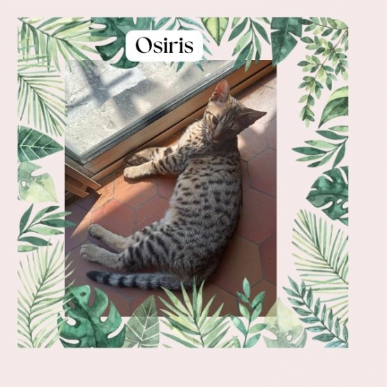 Image pour l'annonce Chatons Cheetoh (croisement bengal et ocicat) à adopter