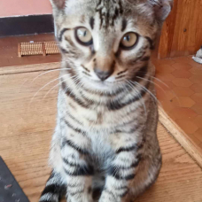Image pour l'annonce Chatons Cheetoh (croisement bengal et ocicat) à adopter