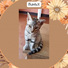 Image pour l'annonce Chatons Cheetoh (croisement bengal et ocicat) à adopter