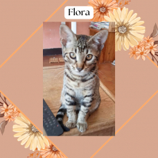 Image pour l'annonce Chatons Cheetoh (croisement bengal et ocicat) à adopter
