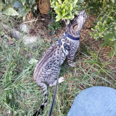 Image pour l'annonce Chatons Cheetoh (croisement bengal et ocicat) à adopter