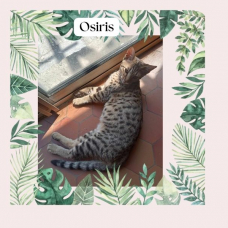Image pour l'annonce Chatons Cheetoh (croisement bengal et ocicat) à adopter