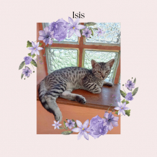 Image pour l'annonce Chatons Cheetoh (croisement bengal et ocicat) à adopter